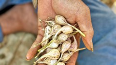 Tỏi “cô đơn” đặc sản quý hiếm ở đảo Lý Sơn