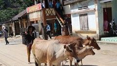 Xây dựng nông thôn mới ở các xã miền núi còn nhiều khó khăn 