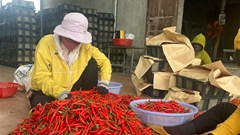 Giá ớt tăng kỉ lục, người trồng phấn khởi