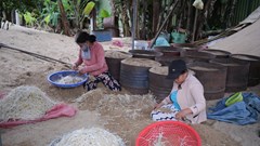 Nghề làm giá đỗ ven sông Trà Khúc