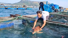 Cứu rùa biển quý hiếm bị thương do mắc "lưới ma"