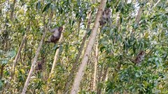 Gần 100 con khỉ xuống núi phá nát hoa màu của người dân