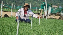 Hiệu quả từ mô hình tưới nước tiết kiệm ở đảo Lý Sơn