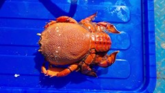 Thả cua huỳnh đế mang trứng về với biển ở đảo Lý Sơn