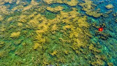 Vẻ đẹp mùa rong mơ ở thắng cảnh Gành Yến