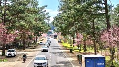 Cơ hội mới cho du lịch Quảng Ngãi sau sáp nhập 