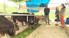 Người có uy tín tiên phong trong phát triển kinh tế