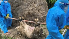 Người chăn nuôi trắng tay vì dịch tả lợn Châu Phi bùng phát