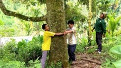 Cây “quả vàng” bén duyên với đồng bào Co