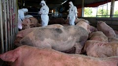 Phát hiện xử lý các trường hợp buôn bán, vận chuyển và vứt xác lợn bệnh