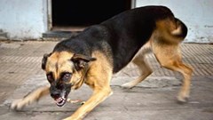 Triển khai các biện pháp cấp bách phòng, chống bệnh dại ở Quảng Ngãi