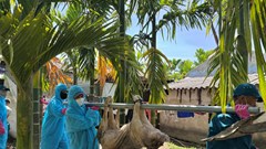 Phát hiện, xử lý dứt điểm ổ dịch tả lợn châu Phi