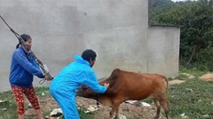 Phát hiện ổ dịch nghi lở mồm long móng ở xã Đăk Plô