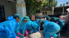 Không lơ là, chủ quan trước dịch tả lợn châu Phi