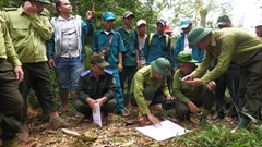 Quản lý, bảo vệ rừng trên không gian số