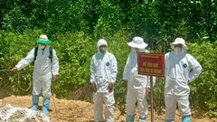 Quảng Ngãi tăng cường giám sát xử lý xác lợn chết ra môi trường