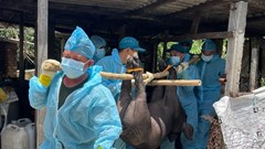 Có 10 xã, phường, đặc khu qua nhiều ngày không phát sinh thêm lợn mắc bệnh dịch tả lợn châu Phi