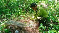 Thả cá thể diều hâu quý hiếm mắc lưới nhà dân về lại tự nhiên