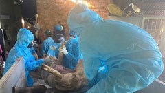 Quảng Ngãi tiêu hủy gần 3 nghìn con lợn mắc bệnh dịch tả lợn châu Phi