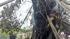 Cháy "cụ" đa hơn 200 năm tuổi ở núi Thiên Bút