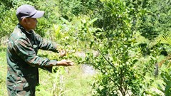 Tấm gương sáng ở xứ “ngàn cau”