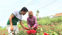 Mở ra cơ hội phát triển kinh tế từ trồng hoa hữu cơ