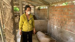 Hỗ trợ gần 3,5 tỷ đồng phục vụ công tác phòng, chống dịch tả lợn châu Phi