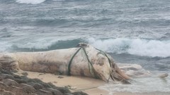 Phát hiện xác cá voi dài khoảng 15m trôi dạt vào bờ biển Lý Sơn