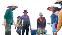 Được mùa ruốc biển, ngư dân Quảng Ngãi kiếm tiền triệu mỗi ngày