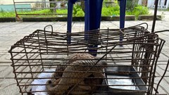 Tiếp nhận 2 cá thể tê tê quý hiếm do người dân phát hiện giao nộp