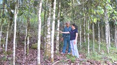 Cây “vàng xanh” giúp đồng bào Co thoát nghèo