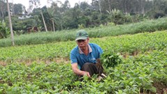 Khôi phục sản xuất nông nghiệp sau mưa, lũ