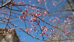 Thổn thức ngắm mai anh đào ở Măng Đen