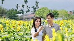 Cánh đồng hoa hướng dương hấp dẫn du khách ở Quảng Ngãi
