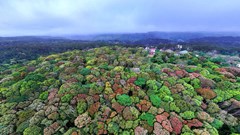 Quảng Ngãi trước cơ hội khai mở “giá trị xanh” từ rừng