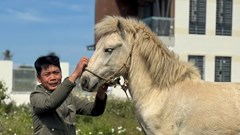 Giữ một nét riêng cho du lịch biển bằng tiếng vó ngựa