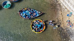 Ngư dân bãi ngang Quảng Ngãi trúng đậm ruốc biển