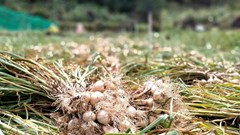 Chi phí tăng, giá giảm: Người trồng tỏi Lý Sơn đối mặt áp lực kép