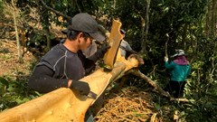 Hương quế và ký ức của người Co nơi núi rừng Quảng Ngãi