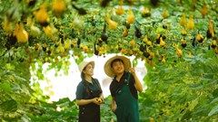 Quảng Ngãi đón sóng du khách, doanh thu du lịch tăng mạnh