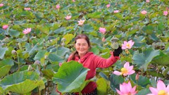 Mùa sen nở đẹp nao lòng ở vùng quê ven biển