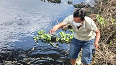 Sớm xác định nguyên nhân ô nhiễm trên kênh chìm Sơn Tịnh