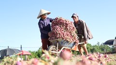 Nông dân Vạn Tường thu lãi lớn nhờ hành tím đạt năng suất kỉ lục