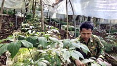 Xây dựng chuỗi giá trị sâm Ngọc Linh, tạo động lực phát triển kinh tế vùng cao
