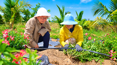 Sâm bố chính mở lối cho nông nghiệp giá trị cao ở Quảng Ngãi