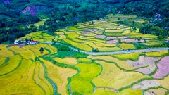 Đắm mình trong sắc vàng mùa lúa chín ở Quảng Ngãi