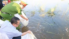 Thả cá tái tạo nguồn lợi thủy sản trên sông Trà Khúc