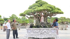 Ngắm những “tác phẩm sống” tiền tỉ khoe sắc ở Quảng Ngãi