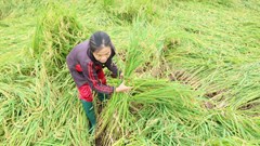 Mưa lớn đúng vụ gặt, nông dân Quảng Ngãi thấp thỏm nhìn lúa đổ