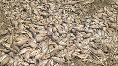 Cá chết dày đặc, sông Trà Khúc bốc mùi nồng nặc